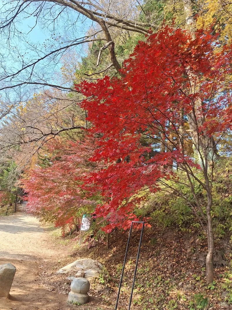 [강원 평창] 마운틴뷰 대관령 숲세권 인기 숙소 38