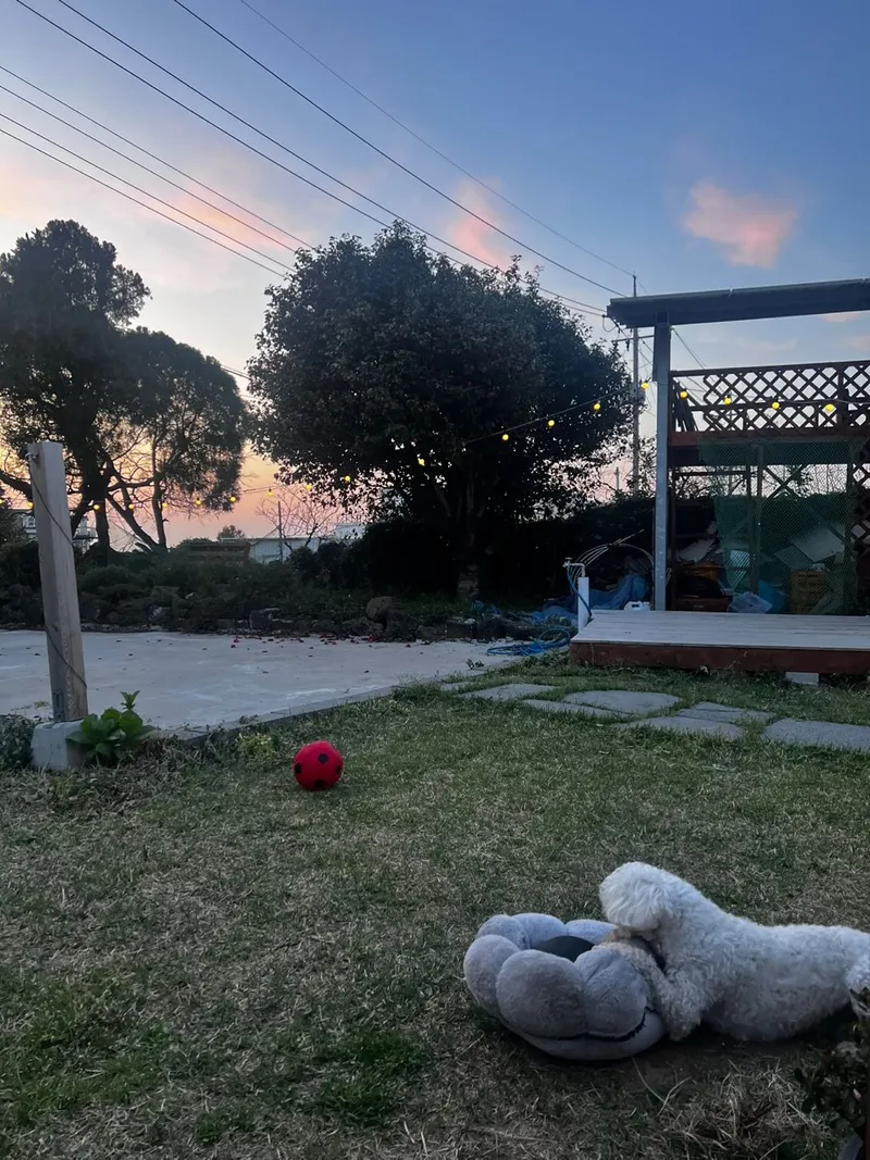 [Hallim, Jeju] Dog-friendly private house with a Jeju vibe (4 rooms, 6 people, BBQ) 20