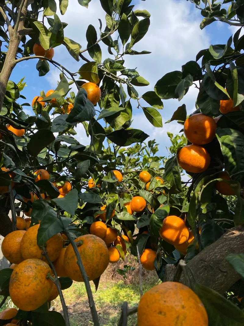 [Jocheon, Jeju] Hamdeok Tangerine Field View + Private Two-Room Independent Stay 33