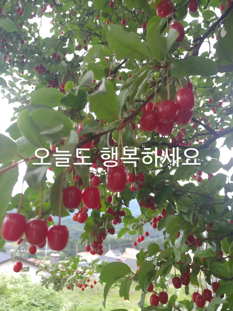 [경기 가평] 행복과쉼이 있는 약속의땅 투룸 55