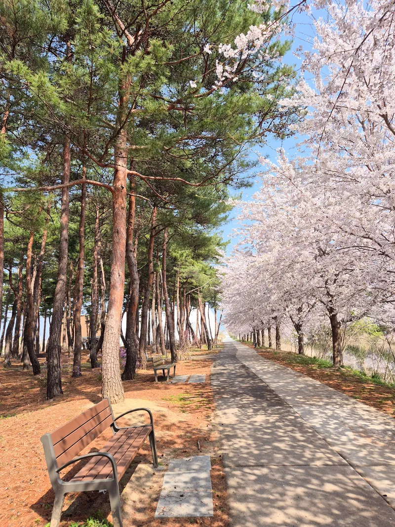 [Gangneung] Independent accommodation with good accessibility #Jungang Market #Ttukbokki (Netflix available) 60