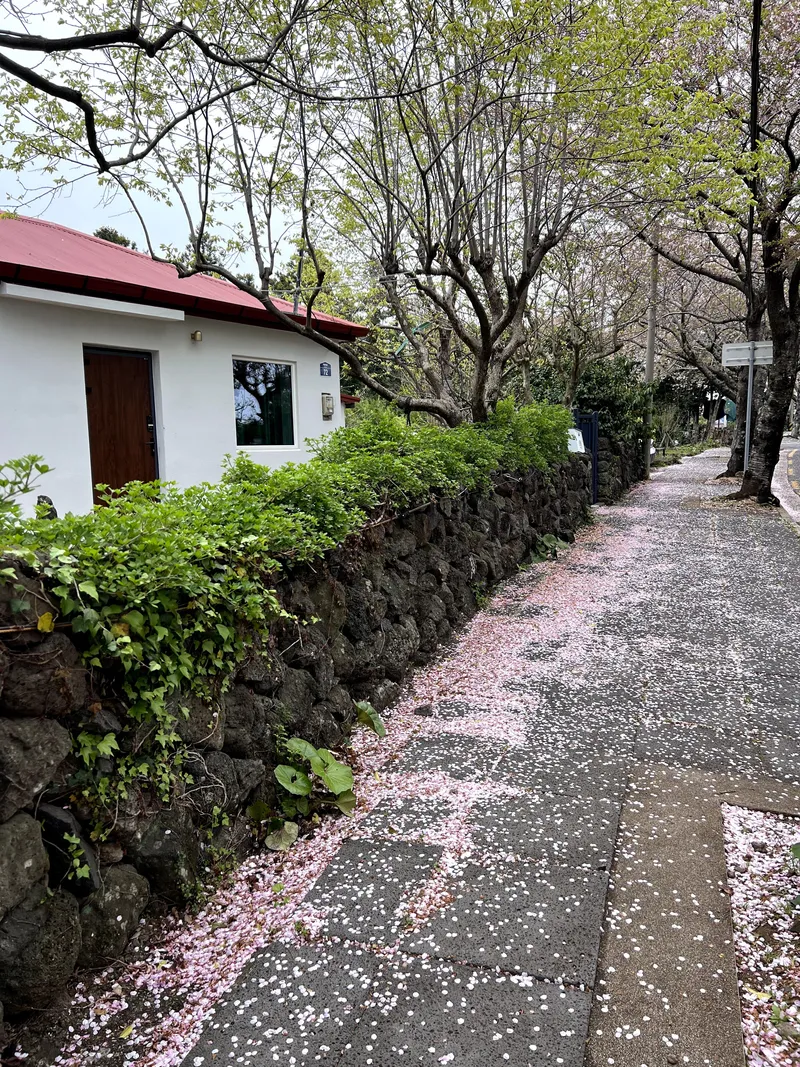 [Sangye-dong, Seogwipo][Chinese] A cozy old house with a jacuzzi on the stone wall cherry blossom road 23