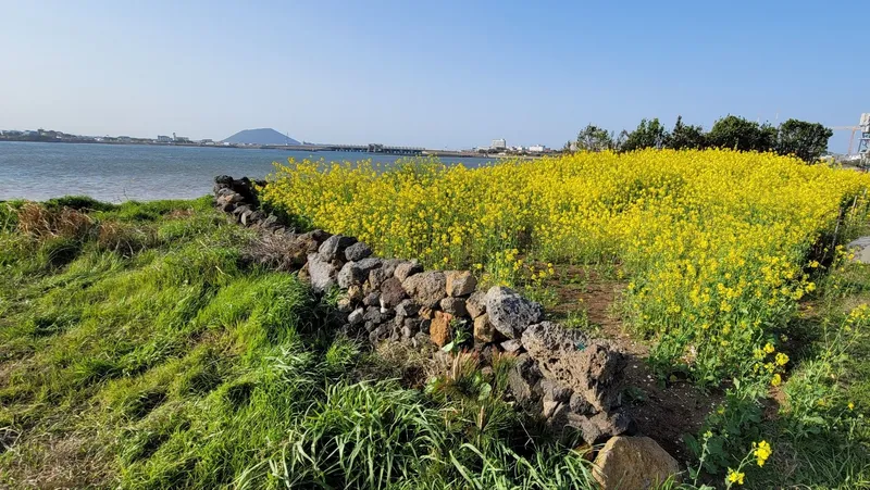 [Seongsan, Seogwipo] Emotional accommodation with an amazing view of Seongsan Sunrise Peak 8