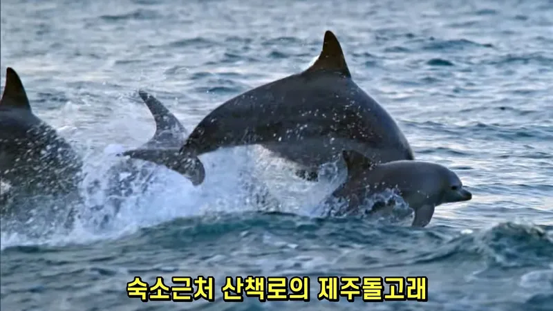 [Hangyeong, Jeju] Private guesthouse near Suwolbong Eongal Beach 34
