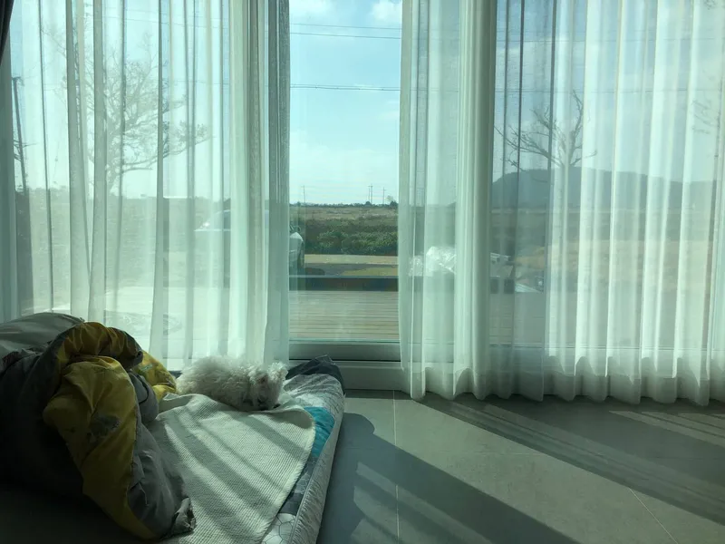 [Hangyeong, Jeju] A quiet rural village, leisurely, restful, and dog-friendly. 10