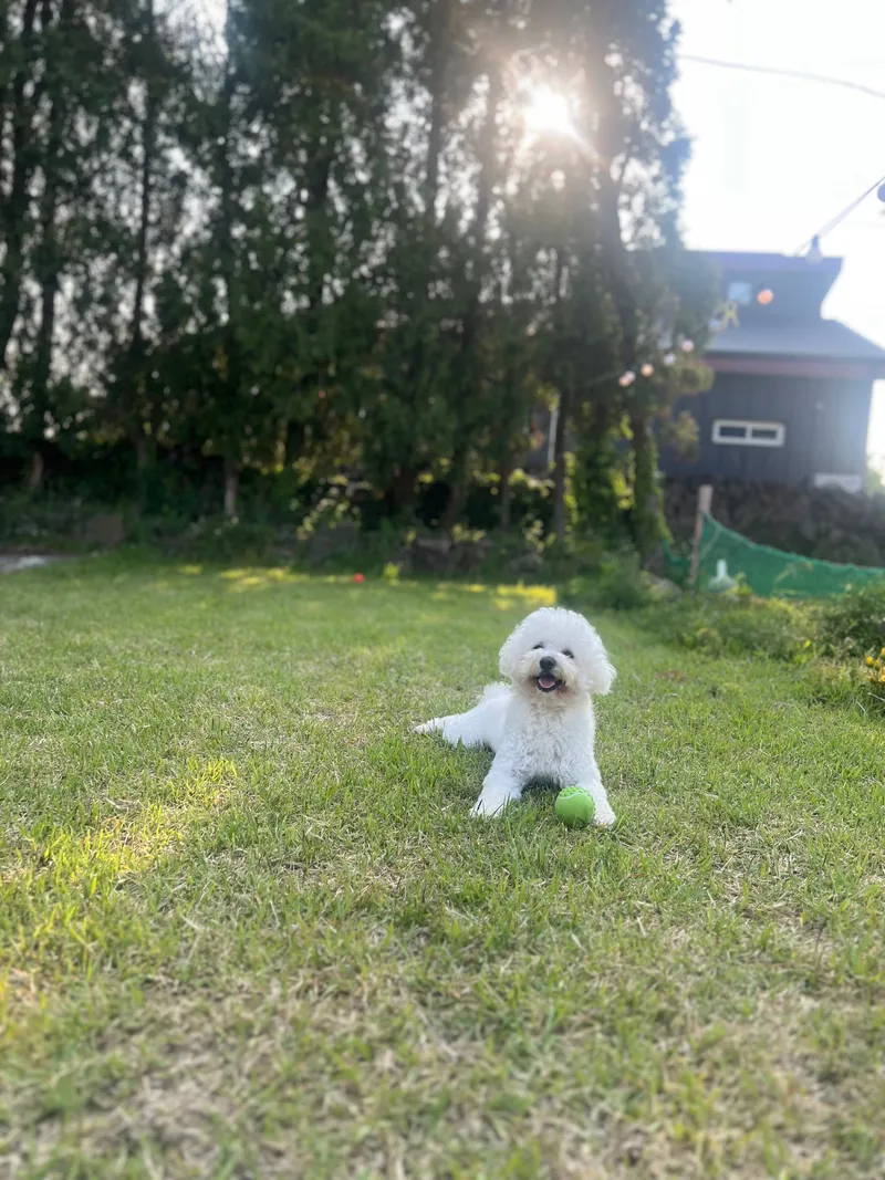 [Hallim, Jeju] Dog-friendly private house with a Jeju vibe (4 rooms, 6 people, BBQ) 21