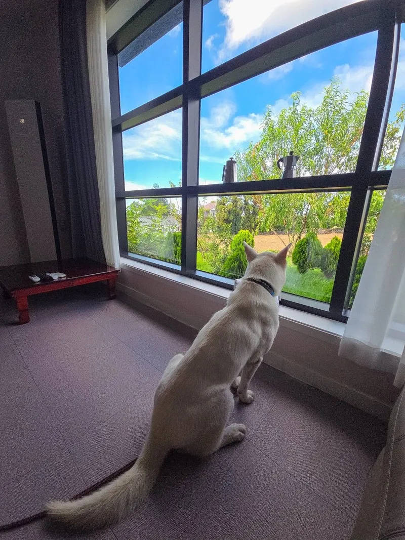 [Hallim, Jeju] Private villa with ocean view #101 15