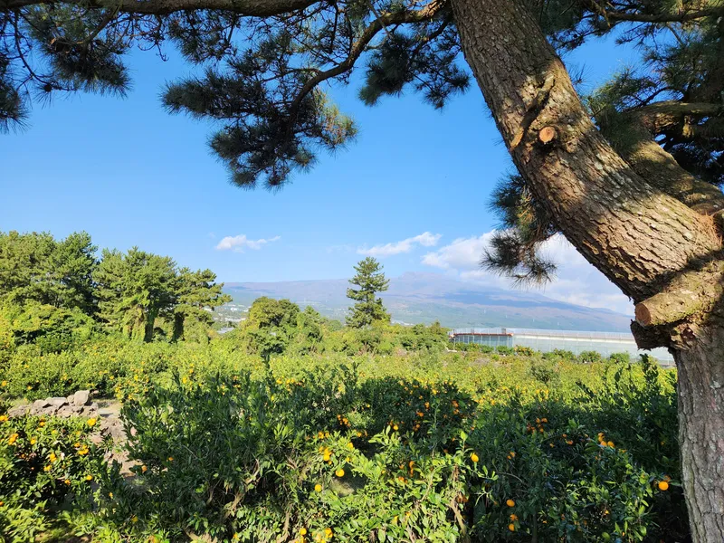 [서귀포 상효동] 황토룸A,  한라산뷰,돌담, 감귤 밭 ,유아동반1층,분리된원룸, 7