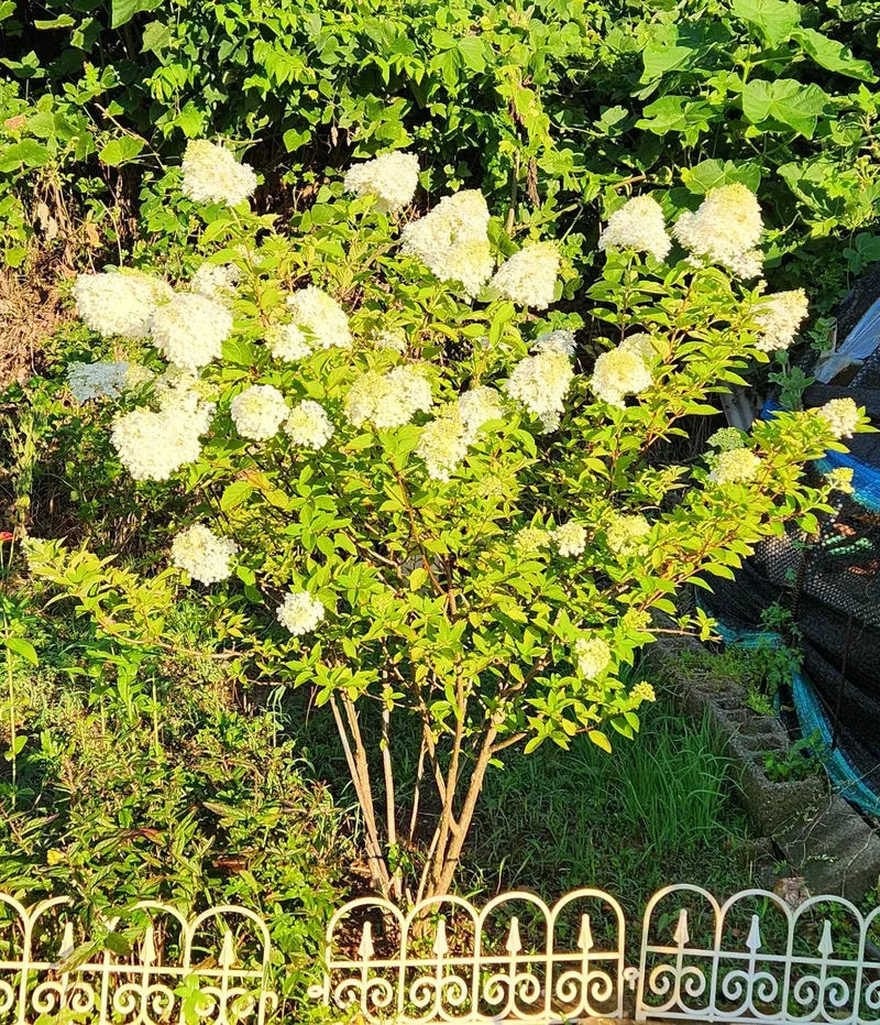 [Taean][Taean, South Chungcheong Province] Anmyeondo Island. A beautiful sunrise over the sea. A private villa with a yard and large veranda. 23