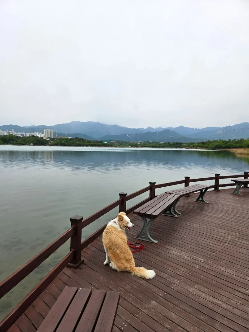 [Sokcho] Bori House #LargeDogsAllowed #LighthouseBeach #YeongrangLake #DogPlayground 32