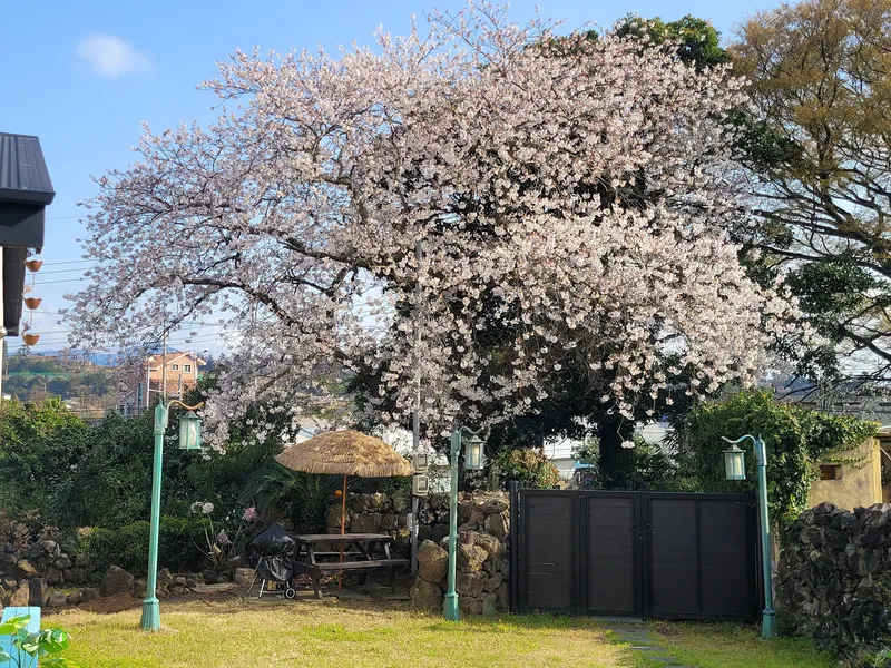 [Aewol, Jeju] Lawn yard stone wall detached house annex #Pets allowed #Early check-in 24