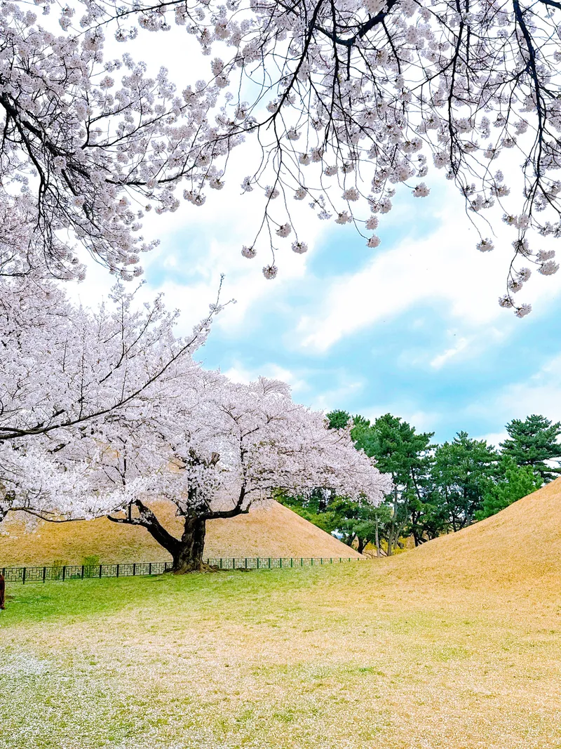 [Gyeongju] Two-room apartment near Hwangridan-gil 30