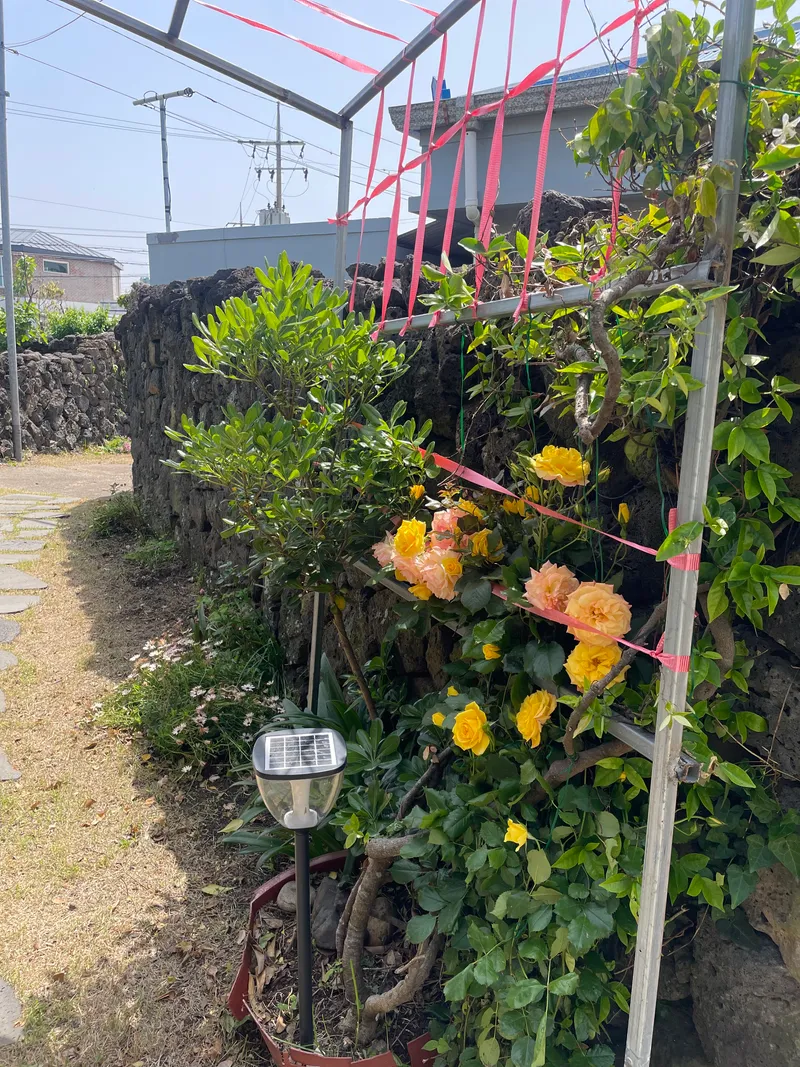 [제주 조천] 제주감성, 마당이 있는 독채 돌담집 닭머르해안길 근처 27