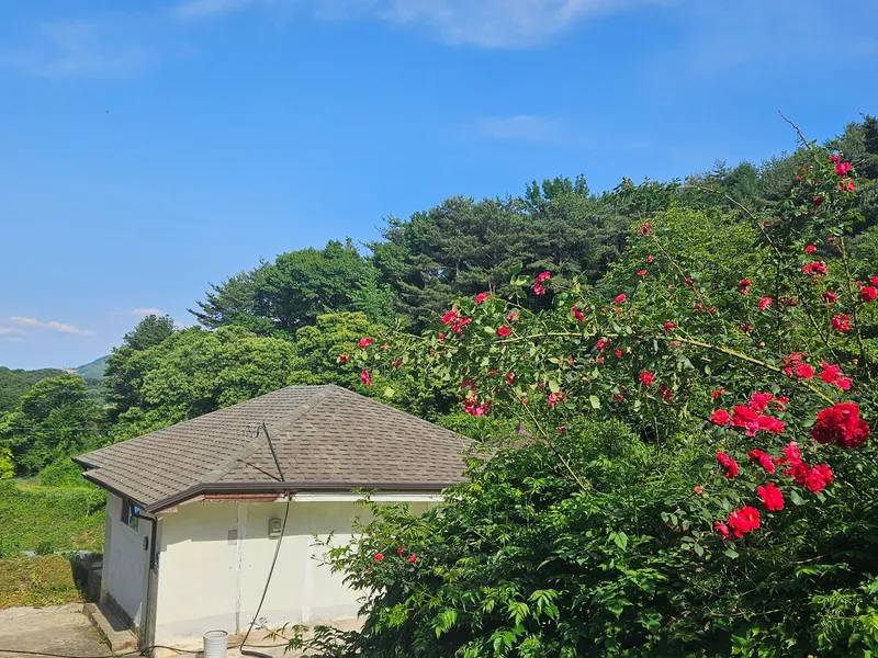 [충남 청양] 산속의 독채 촌캉스 #애견가능#오서산#보령#숲세권 13