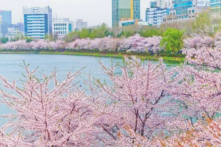 [서울 송파] 무료주차·지상·가족·5인·9호선3분·롯데·잠실·강남 72