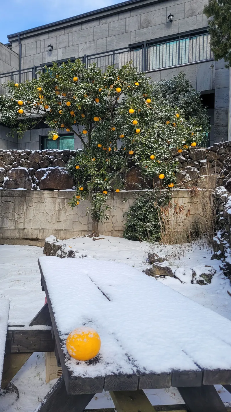 [Aewol, Jeju] Lawn yard stone wall detached house annex #Pets allowed #Early check-in 48