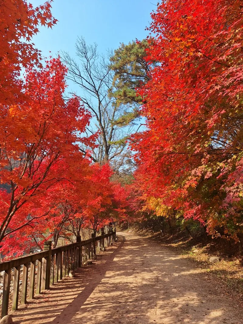 [강원 평창] 마운틴뷰 대관령 숲세권 인기 숙소 36