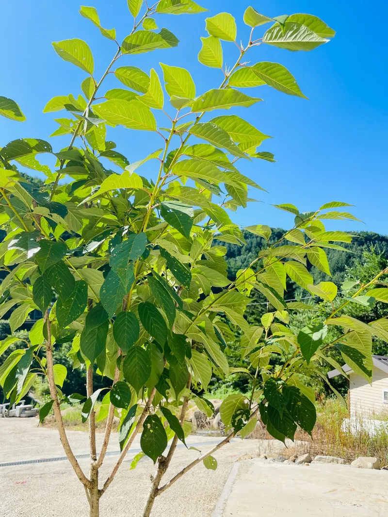 [Hoengseong] Private house in the forest of the uppermost valley, 38 pyeong, one-week stay, one-month stay 22