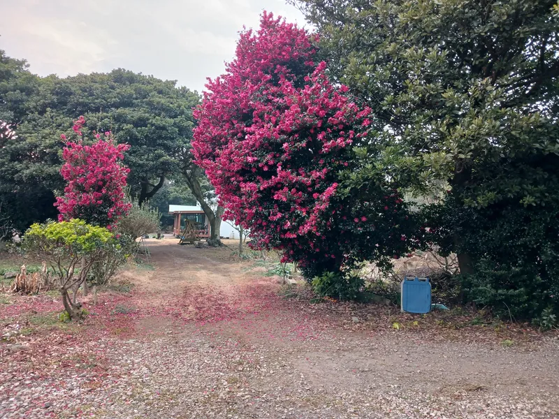 [Pyoseon, Seogwipo] Forest Recreational Forest Studio #Pets Allowed 9
