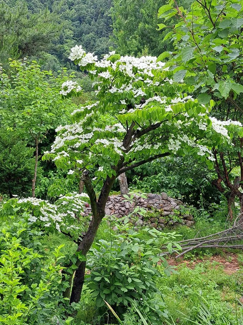 [전북 무주] 민주지산 숲속작은집 12