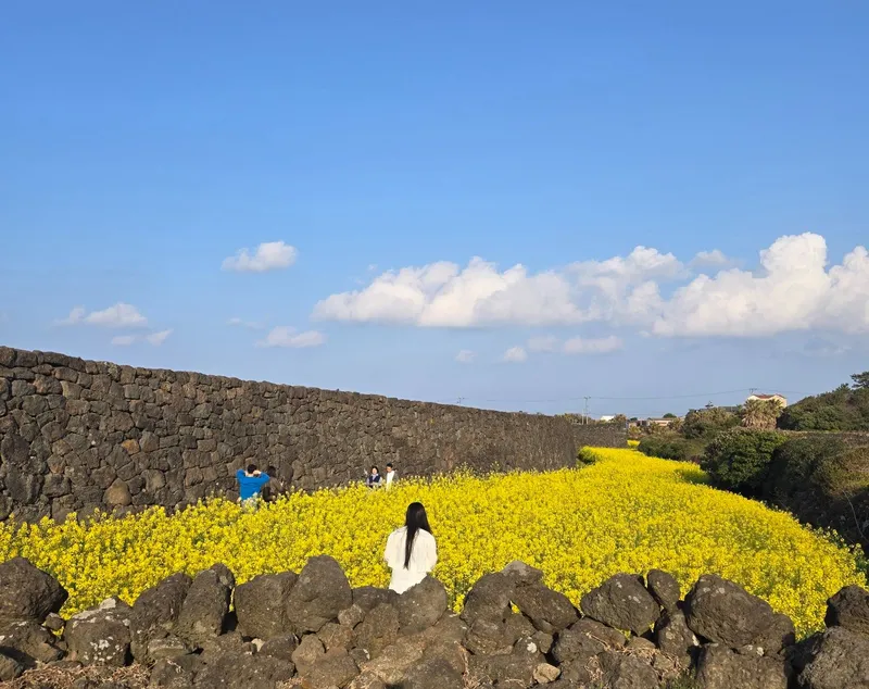[Gujwa, Jeju] Hadori Byeolbangjin Gamseongsukso 10