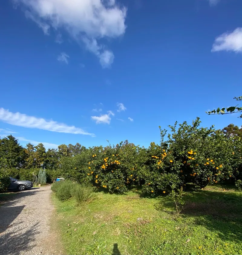 [Jocheon, Jeju] Hamdeok Tangerine Field View + Private Two-Room Independent Stay 29