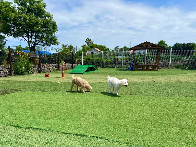 [Namwon, Seogwipo] Dog-friendly, independent stay in Namwon-eup, 3 minutes away, large dogs allowed 35