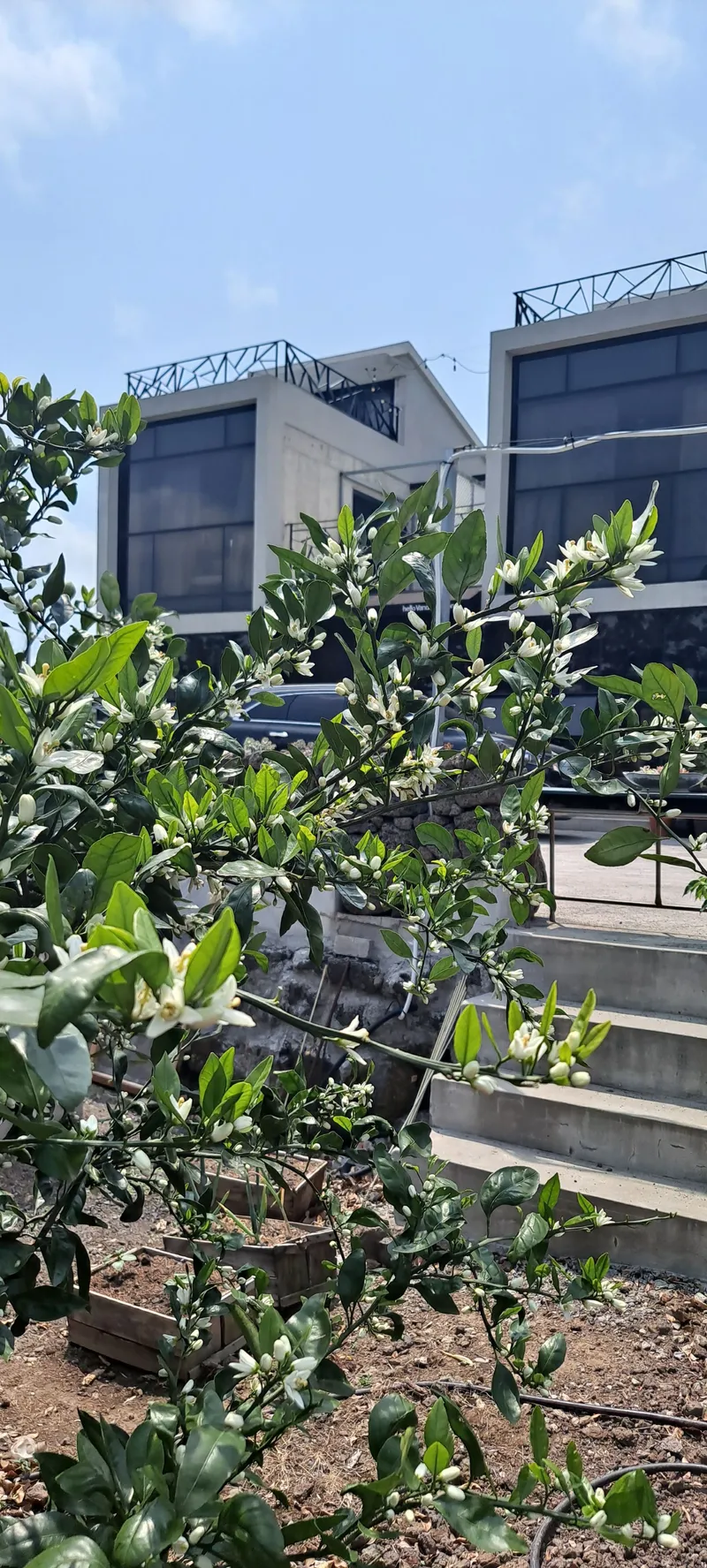 [제주 한경] 청수리 귤밭뷰 일출루프탑복층,조식빵제공,도자기체험,감귤체험 42
