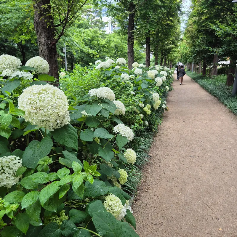 [Mapo, Seoul] Quiet mountain view near Sinchon and Hongdae Station 14