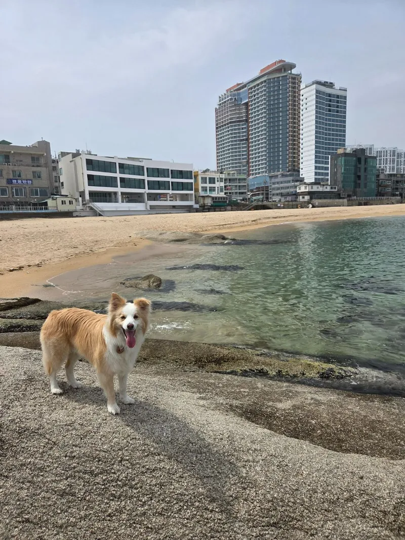 [Sokcho] Bori House #LargeDogsAllowed #LighthouseBeach #YeongrangLake #DogPlayground 29