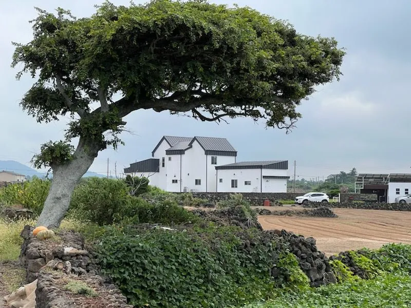 [Hangyeong, Jeju] Accommodation near Panpo Port #Separate one-room detached building #Accommodation that allows small dogs 12