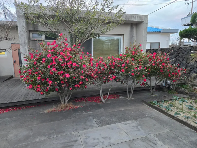 [제주 구좌] 주변맛집과 1분거리 평대해변 복층 숙소(한달살기) 13