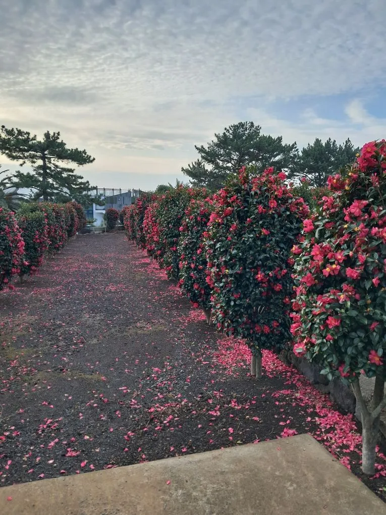 [Namwon, Seogwipo] Rooftop, Fireplace, Monthly Stay #Long-term Stay, Emotional Accommodation 18
