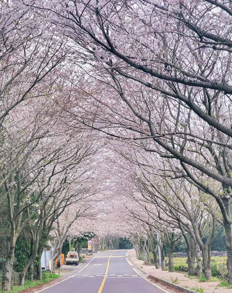 [서귀포 성산] #삼달리#마당#반려동물#다락방#돌담#시골#주택#대중교통#뚜벅이 28