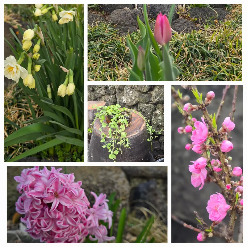 [Gujwa, Jeju] A one-minute walk from the beach. A one-month stay at Kimnyeong Doldamjip (outer building). 28
