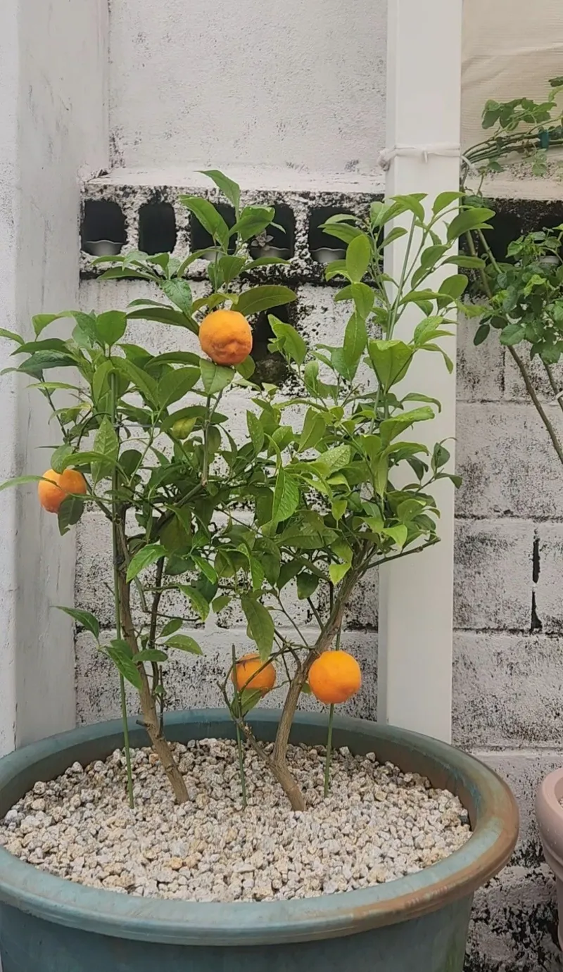 [제주 한경] 서쪽스테이 조용한 제주, 감성을 담은 하루 54