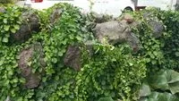 [Andeok, Seogwipo] Jungmun Tourist Complex, a small and practical 2-room detached house with a yard [20 pyeong-B] 17