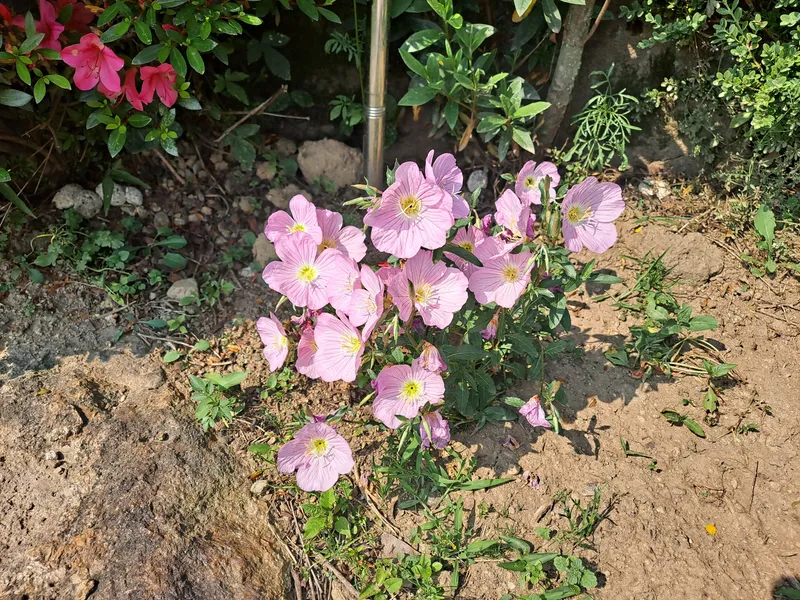 [전남 곡성] 섬진강 기차마을 대나무숲 마당넓은 애견동반 오직 한팀 펜션 91