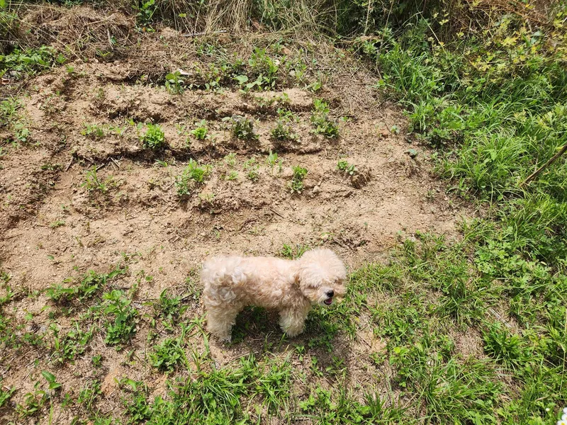 [Yeoju] Namhangang River Cute 2-story country house with a dog in the yard 17