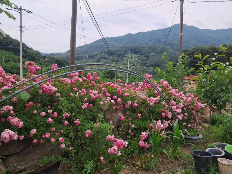 [경북 예천] 송월호 인근 한옥 독채 29