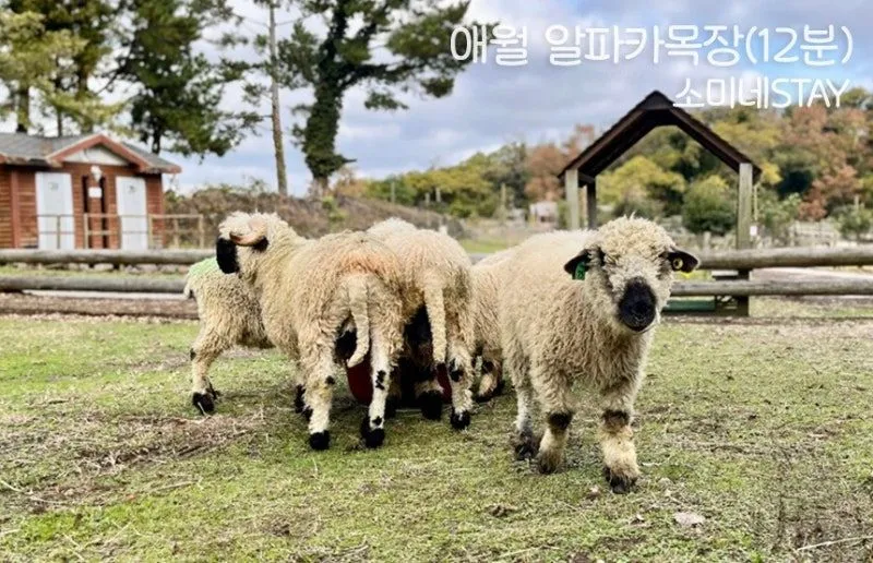 [Aewol, Jeju] Jeju's vintage-feeling independent house with good transportation 44