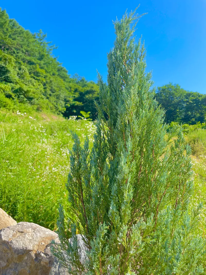 [Hoengseong] Private house in the forest of the uppermost valley, 38 pyeong, one-week stay, one-month stay 21