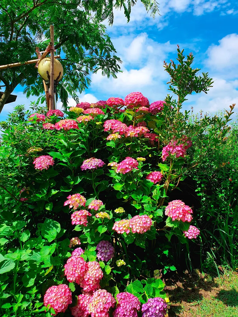 [Aewol, Jeju] Fantastic Landscape 30-Pyeong Detached House with Indoor Plant Garden and Fireplace 39