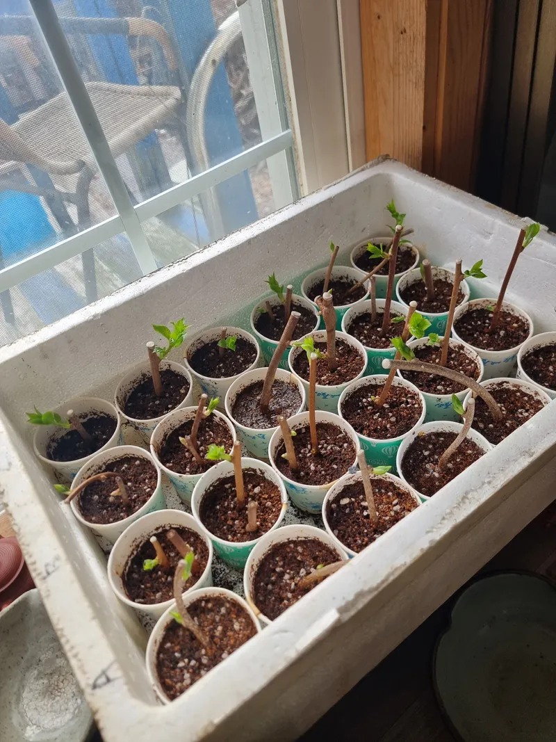[경기 가평] 북한강변 호명산에서 살아보기.펑키2 9
