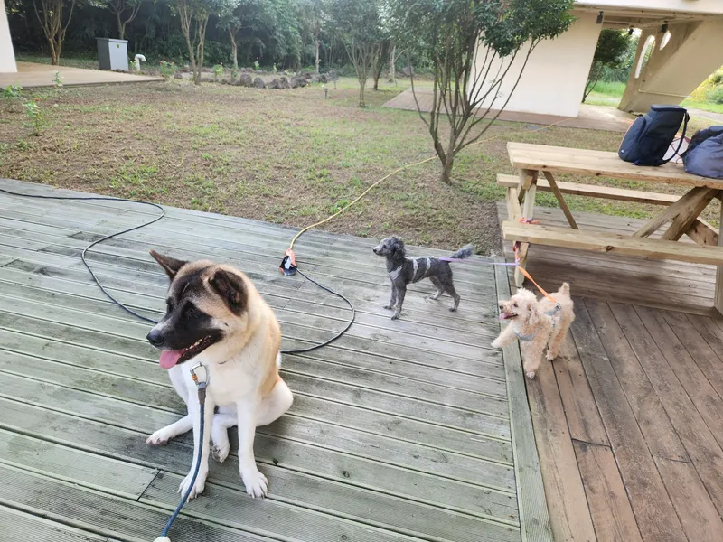 [제주 한림] 리조트 15동#단독건물 #반려동물가능#수영장#식당운영 25