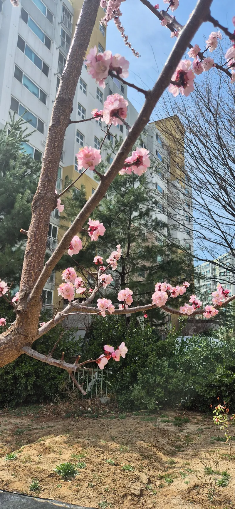 [강원 강릉] 한적한 주택가에 숨어있는교토할매302 25