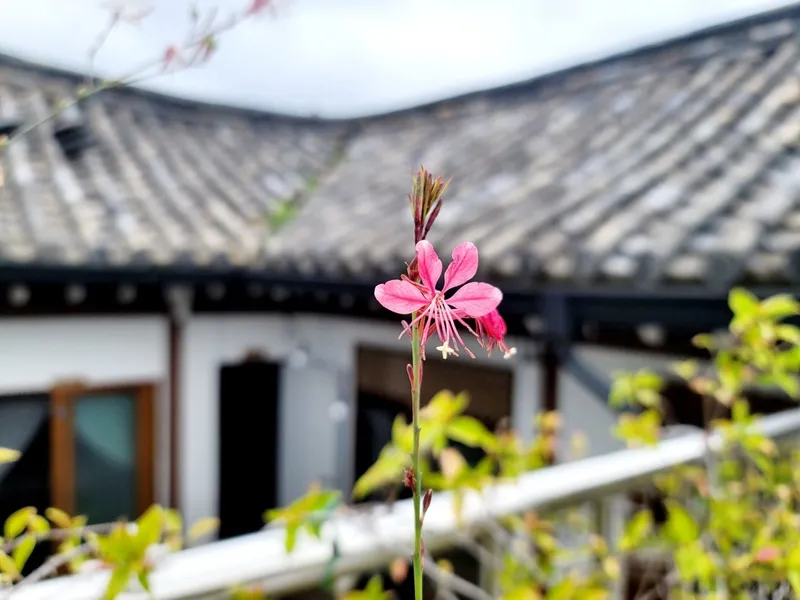 [Gyeongju][Gyeongju, Gyeongsangbuk-do] Baekryeonbang, a shared house on Hwangridan-gil 18