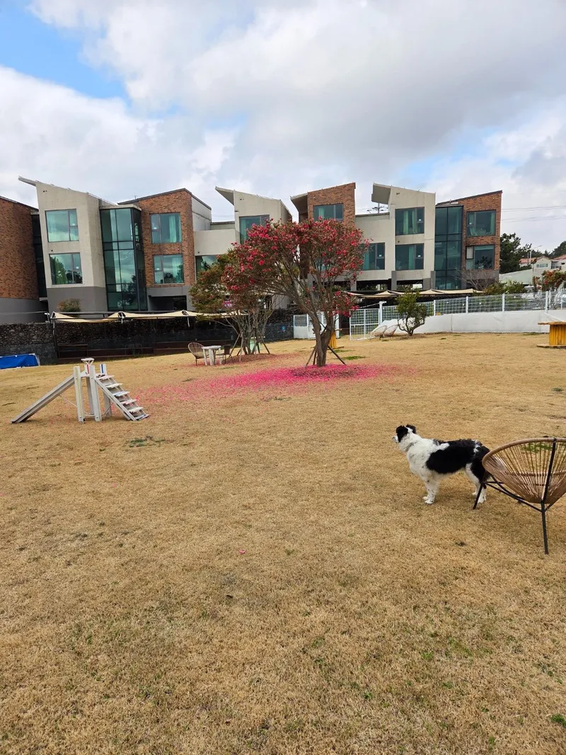 [Andeok, Seogwipo] Dog-friendly accommodation with dog cafe and dog exercise area #211 5