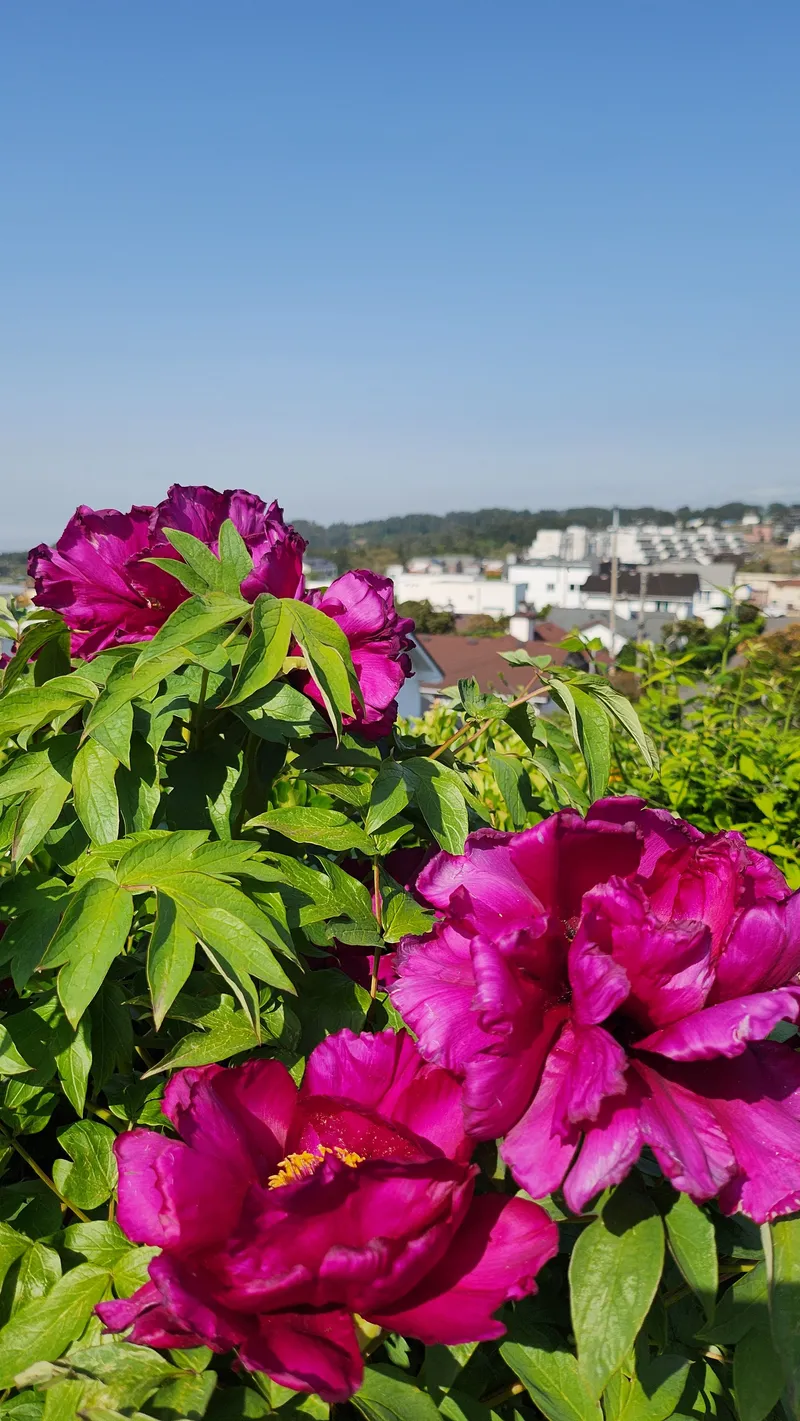 [Aewol, Jeju] Fantastic Landscape 30-Pyeong Detached House with Indoor Plant Garden and Fireplace 31