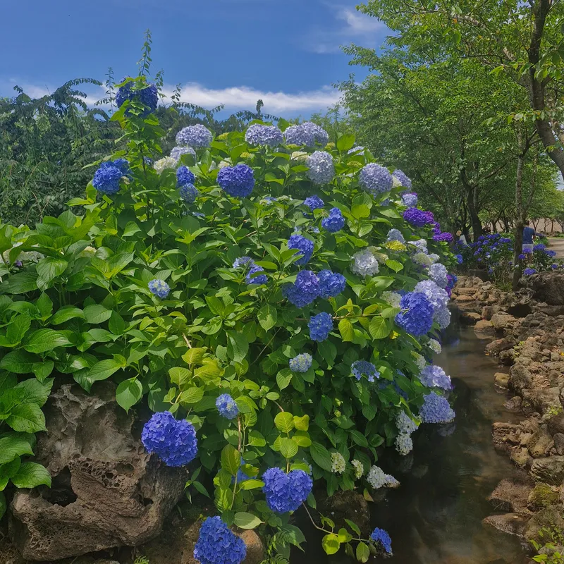 [Jocheon, Jeju] Cypress-tree lodging near the Hamdeok sea 37
